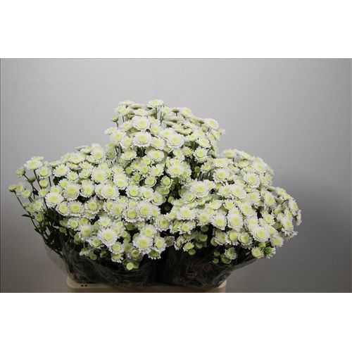 Chrysantemum Stallion
