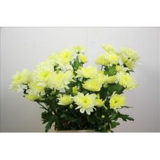 Chrysantemum Zembla Cream
