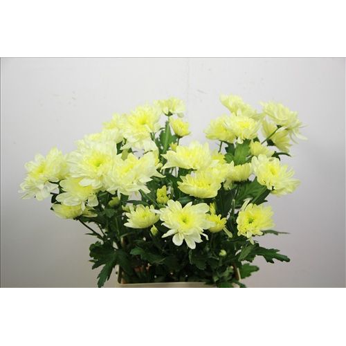 Chrysantemum Zembla Cream