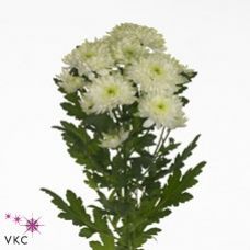 Chrysantemum Zembla Lime
