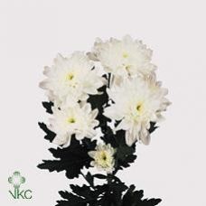 Chrysantemum Zembla