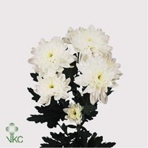 Chrysantemum Zembla
