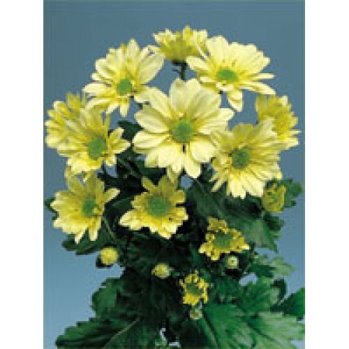 Chrysantemum Cream