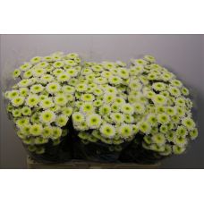 Chrysantemum Santini Ilias