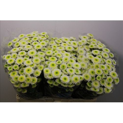 Chrysantemum Santini Ilias