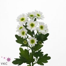 Chrysantemum Santini Java