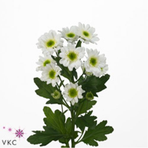 Chrysantemum Santini Java
