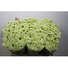 Chrysantemum Santini Madiba Lindi Cream