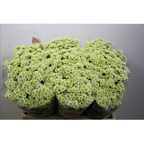 Chrysantemum Santini Madiba Lindi Cream