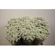 Chrysantemum Santini Madiba Lindi White
