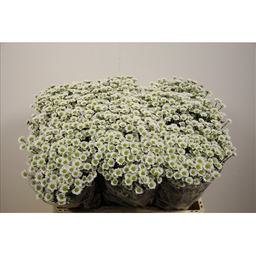 Chrysantemum Santini Madiba Lindi White