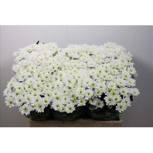 Chrysantemum Santini Peroni