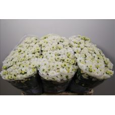 Chrysantemum Santini Rossi White