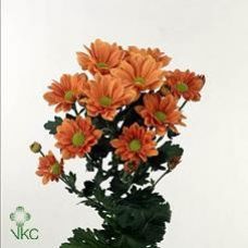 Chrysantemum Grand Orange