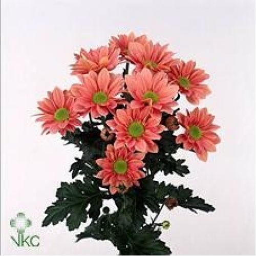 Chrysantemum Grand Salmon
