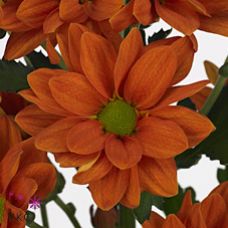 Chrysantemum Papaya