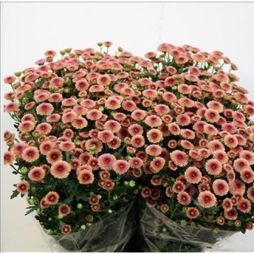 Chrysantemum Santini Calimero Salmon