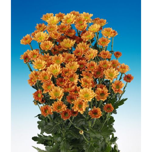 Chrysantemum Santini Hilda