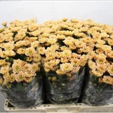 Chrysantemum Santini Rossi Salmon