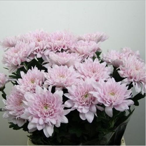 Chrysantemum Petrushka