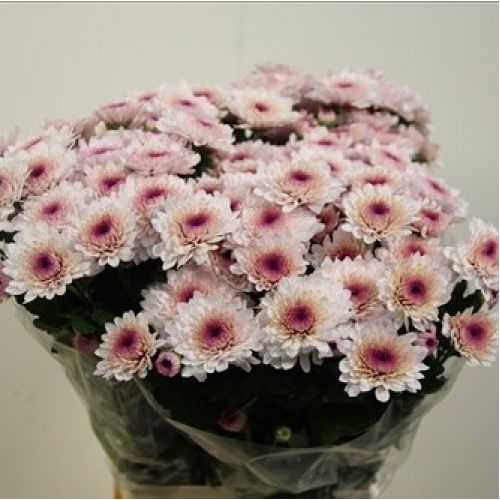 Chrysantemum Amalfi