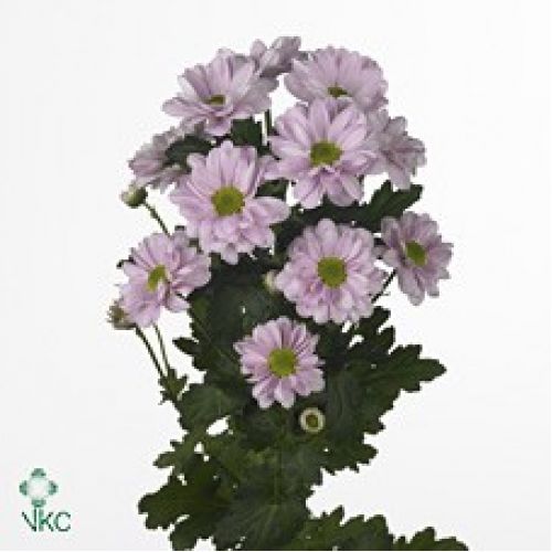 Chrysantemum Bacardi Pearl