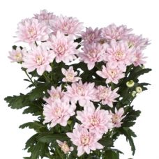 Chrysantemum Baltica Pink