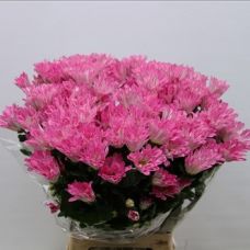 Chrysantemum Dance