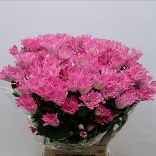 Chrysantemum Dance