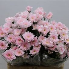 Chrysantemum Euro Pink