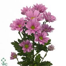 Chrysantemum Grand Pink