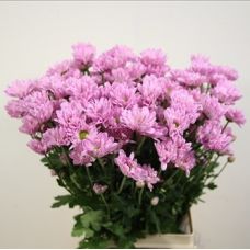 Chrysantemum Katinka