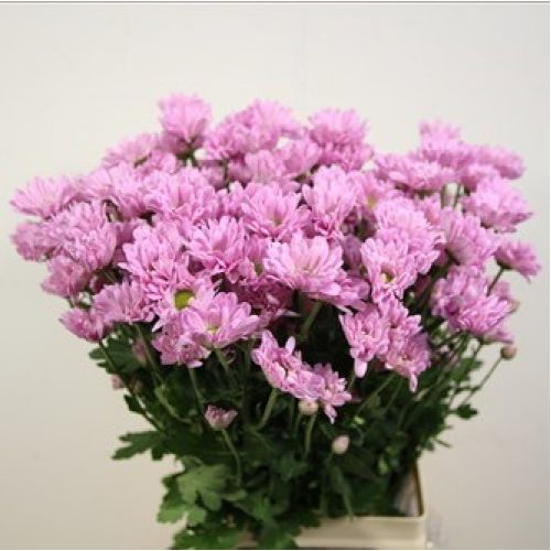 Chrysantemum Katinka