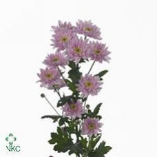 Chrysantemum Mona Lisa Pink