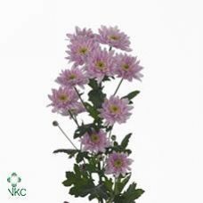 Chrysantemum Mona Lisa Pink