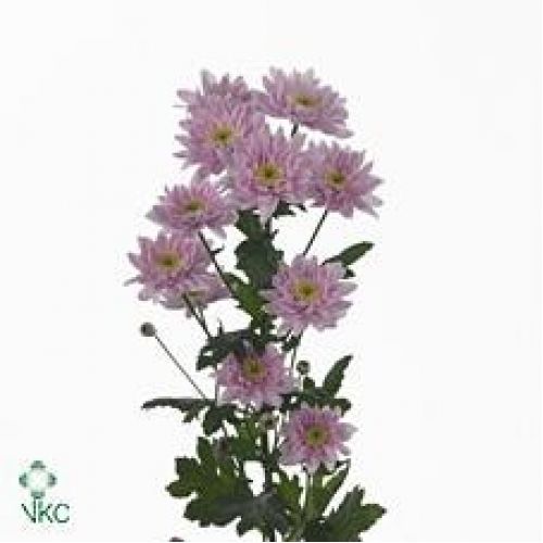 Chrysantemum Mona Lisa Pink