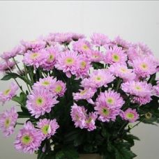 Chrysantemum Optimist