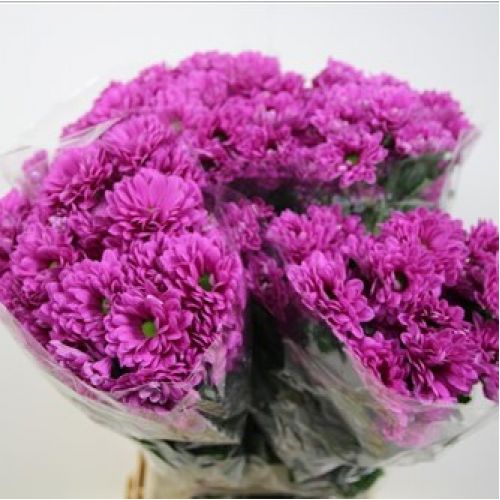 Chrysantemum Prada
