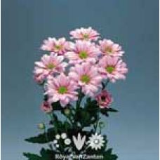 Chrysantemum Reagan pink
