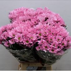 Chrysantemum Rihanna
