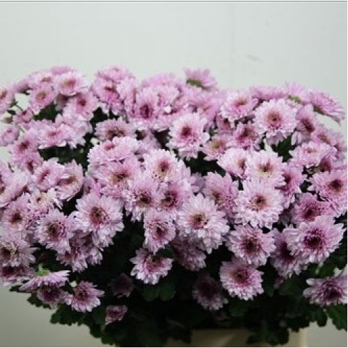 Chrysantemum Rose Dubbel