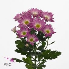 Chrysantemum Toshka