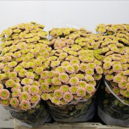Chrysantemum Santini Bautista
