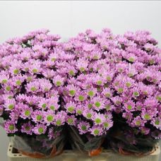 Chrysantemum Santini Confetti