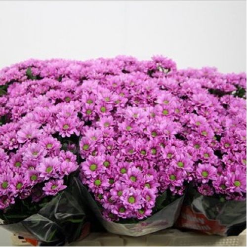 Chrysantemum Santini Daniek