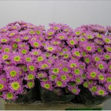 Chrysantemum Santini Java Pink