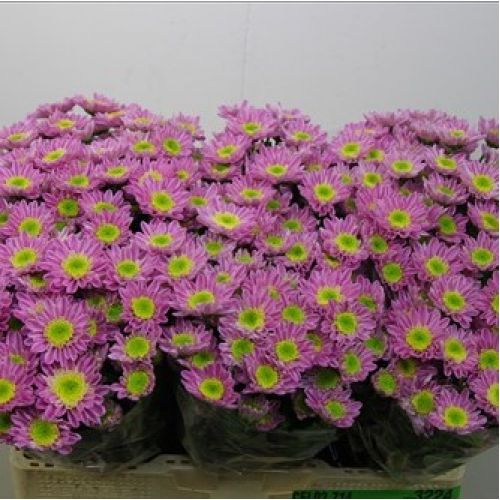 Chrysantemum Santini Java Pink