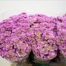 Chrysantemum Madiba Tanga Pink