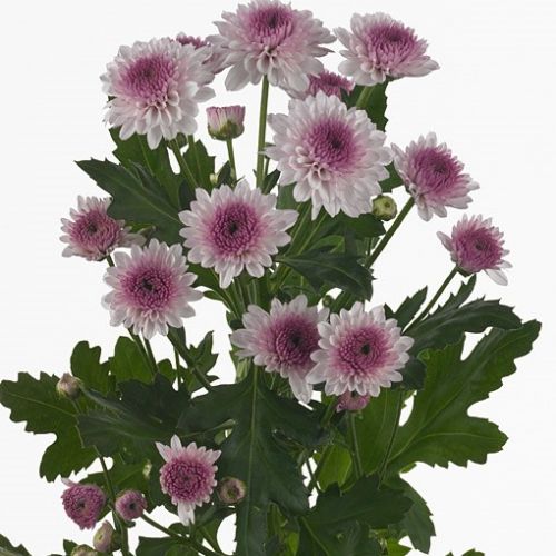 Chrysantemum Santini Navona