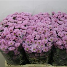 Chrysantemum Santini Rossi Pink